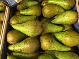 Груша конференция