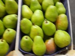 Груша Конференция, Лукас, Ксения