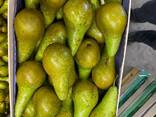 Груша Конференция оптом - фото 1