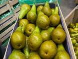 Груша Конференция оптом - фото 2
