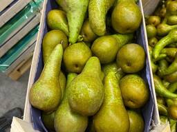 Груша Конференция оптом