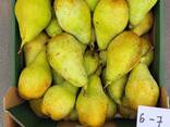 Груша Ксения (производство Польша) - фото 1