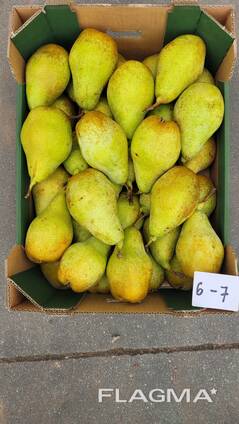Груша Ксения (производство Польша)