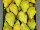 Груша Ксения (производство Польша) - фото 2