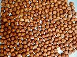 Hazelnuts - zdjęcie 2
