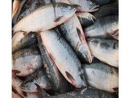 High Quality AA Premium Bulk Wholesale Organic Atlantic Salmon Fresh Frozen Nutritious Sea