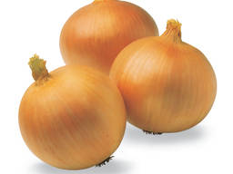 High Quality Best Selling Fresh Onions for Sale