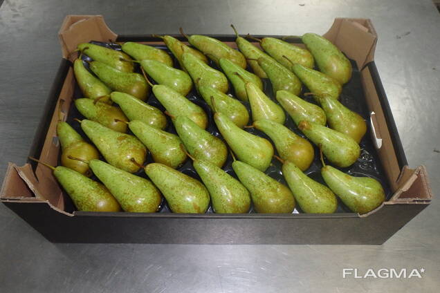 Hurtowa sprzedaż polskich gruszek