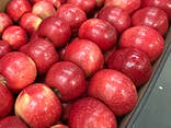 Jabłka IDARED, PRINCE, CHAMPION, GOLDEN, GLOSTER, ALWA, GALA ROYAL, GALA MUST, JONOGORED - zdjęcie 1