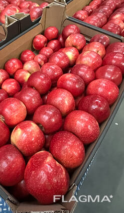 Jabłka IDARED, PRINCE, CHAMPION, GOLDEN, GLOSTER, ALWA, GALA ROYAL, GALA MUST, JONOGORED