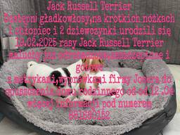 Jack Russell mini