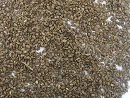 Japanese millet (paiza) / proso Japońskie (paiza)