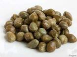Capers from Uzbekistan - zdjęcie 3
