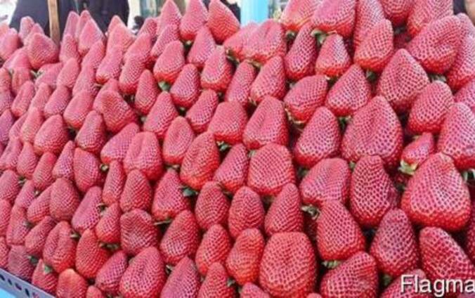 Клубника польская Export СНГ UAE