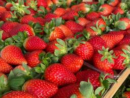 Клубника тепличная