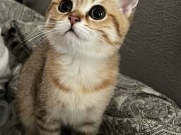 Kotka czarna złota cętkowana