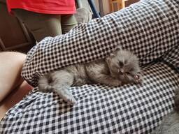Котята Британские