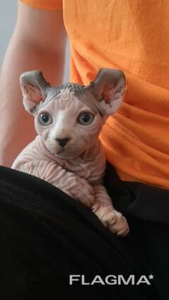 Котята сфинкс