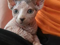 Котята сфинкс