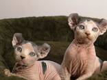 Котята сфинкс - zdjęcie 4