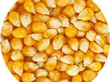Кукуруза зернова - фото 1