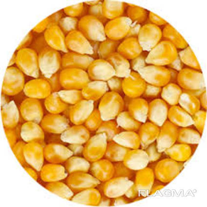 Кукуруза зернова