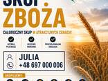 Kupujemy pszenicę - zdjęcie 1