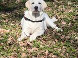 Labrador retriever biały — szczeniak z hodowli, z dokumentami - zdjęcie 2