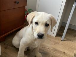 Лабрадор Ретривер