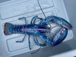 Lobster seafood