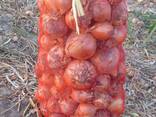 Onions from Uzbekistan - zdjęcie 2