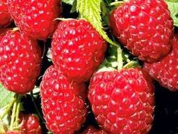 Малина из Украины