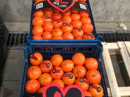 Мандарин экспорт из Турции