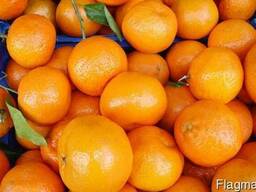 Мандарины апельсины