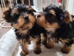 Мини-щенки йоркширского терьера,