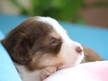 Miniature American Shepherd (MAS) puppy - zdjęcie 2