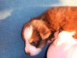 Miniature American Shepherd (MAS) puppy - zdjęcie 3