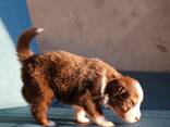 Miniature American Shepherd (MAS) puppy - zdjęcie 7