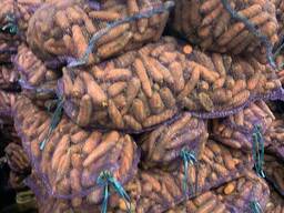 Морковь свежая