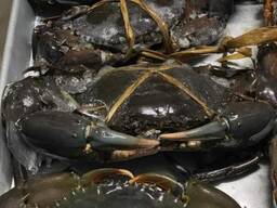 Mud Live Crabs