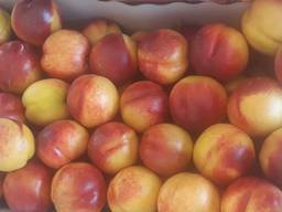 Нектарин Македония