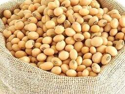 Non gmo soybeans for sale, organic soybeans supplier, soybeans wholesale