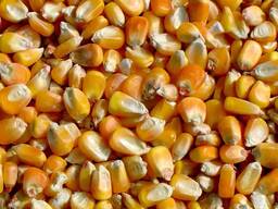 Oferujemy 4000 ton kukurydzy.