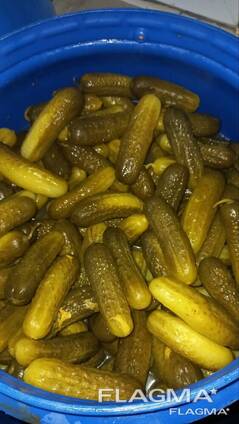 Ogórki kiszone beczkowe – sprzedaż hurtowa | Polska