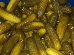 Ogórki kiszone beczkowe – sprzedaż hurtowa | Polska