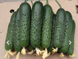 ogórki - zdjęcie 2