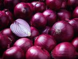 Onions - zdjęcie 1