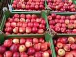 Оптовая продажа высококачественных яблок из Польши - фото 2