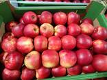 Оптовая продажа высококачественных яблок из Польши - фото 3