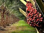 Пальмовое масло "Малазия" (Palm oil) - фото 3